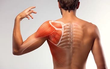 Orthopedic Surgeons
